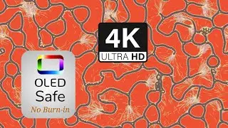 Glossy Physarum Screensaver - 4K Ultra HD - No Music