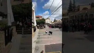 Insane Bull Dodge With Jacket! Epic Move During Spanish Bull Run #bulldodging #short