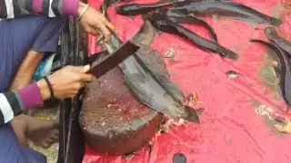 Wow 😱😱😱 | never seen | amazing desi mangur fish cutting live | amazing fish cutting skills