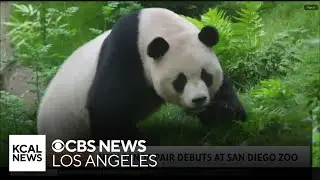 New panda pair debuts at San Diego Zoo