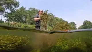 Water Stargrass Removal 2024