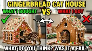 Gingerbread Cat House- Genius? Or Disaster? #cat #christmas #fail #win 