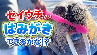 びっくり！セイウチってはみがきするの？【うみたまご】