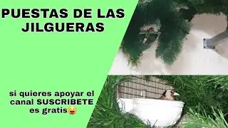 Voladera puesta de las jilgueras(VER TODO EL VIDEO👌😜SUSCRIBIRSE SI OS GUSTO Y COMENTAR