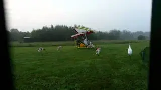 Operation Migration Whooping Cranes - landing