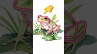 How to draw frog. #drawing #tutorial #shorts