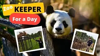 WHIPSNADE ZOO - KEEPER FOR A DAY - What it's like to be a ZOO KEEPER.