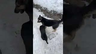 Лучший момент трансляции
