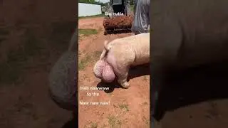 Pig with big balls #Shorts #reel #krishigyan