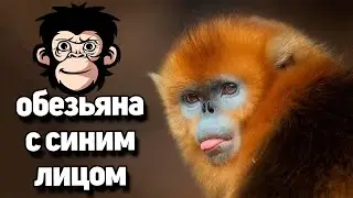 Золотая курносая обезьяна 10 интересных фактов о Рокселланове Ринопитеке!