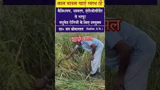 How to get bumper yield of Red Rice in Kangra #ricebenefits #organicrice #riceproducing #shortsvideo