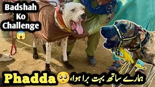 Heavy Bully Dog ny badshah ko challenge dy dia dog fight vlog #pets #petsvlog 
