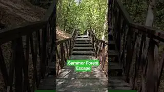 Summer Walk in a Crimean Forest | Прогулка в крымском летнем лесу