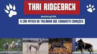 Thai Ridgeback: O C&atilde;o M&iacute;tico da Tail&acirc;ndia que Conquista Cora&ccedil;&otilde;es