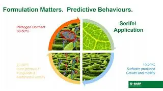 Maximizing Biological Fungicides | BASF