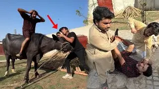 Big Zoo Me Buffalo Agai 😰 Ata Sath Mar Dea 🥲