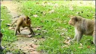 The best of monkey attacked , one male monkey VS one girl monkey , Very stronger monkey attacked
