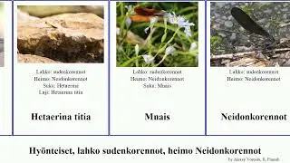 Hy&ouml;nteiset, lahko sudenkorennot, heimo Neidonkorennot insect americana maculata amata Hetaerina