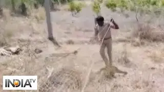 Forest officials rescue leopard in Telangana's Nalgonda