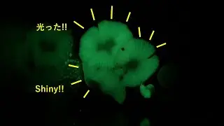 Культивирование биолюминесцентного гриба Mycena chromophos. Часть 2 ヤコウタケを育てる