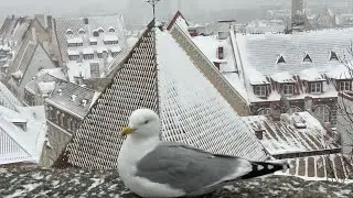 Таллинн.Снегопад вторые сутки.Как город справляется с уборкой?