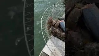 LOADED TRAP!! BIG Atlantic Rock Crab Inside Too!!!