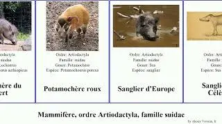 Mammif&egrave;re, ordre Artiodactyla, famille suidae order Artiodactyla family Suidae sus language des