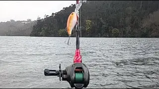 PESCA INFINITA  est&aacute; em direto! A Procura Dos PREDADORES #pesca #pescaria #fishing #live