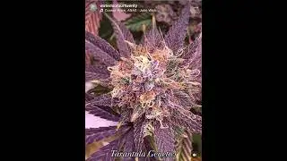Tarantula Genetics Grown 70 Days Under the Slim 650s NextGen V2 #opticledgrowlights