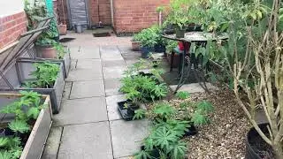 Mr B&rsquo;s cottage garden. July storm damage.