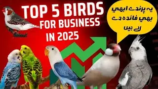 Top 5 Birds for Business in 2025|‎FlyFactz| موجودہ صورتحال کےمطابق سب سے زیادہ فائدے دینے والے پرندے