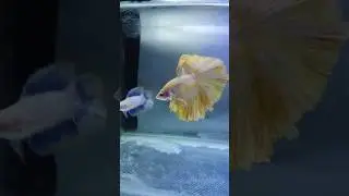 betta breeding pair and aquarium products available now ✌🏻#bettafish #bettabreeding #shorts in tamil