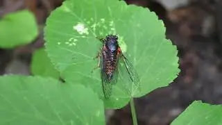 Горная цикада the New Forest cicada Cicadetta montana