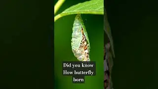 Did You Know How Butterflies Are Born? 🦋✨ | Nature&rsquo;s Magic Transformation