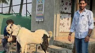 Lakh Ke Bakre Hazar Main | Dora Goat Farm Mahpoli Bhiwandi | Ramzan Series.