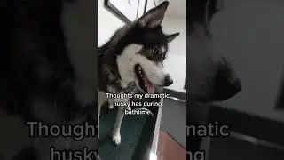 Puppies follow you everywhere you go 😝 #fyp #funnyvideos #viral #dog #Funny