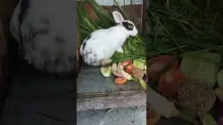 Rabbit diet plan #rabbits #bunny #shorts