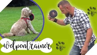 Frisbee Spiel mit dem Hund: Die Scheibe zur&uuml;ckbringen | Der Welpentrainer |sixx