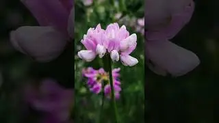 🌱Полезный и опасный❗