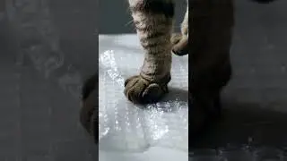 Cat Popping Bubble Wrap with Tiny Paws &ndash; Pure ASMR Bliss 🫧🐾