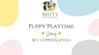 Aussie Puppies