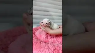 Малышка чихуахуа 😍#puppyvideos #chihuahua #chihuahuababy #puppyvideos #чихуахуа