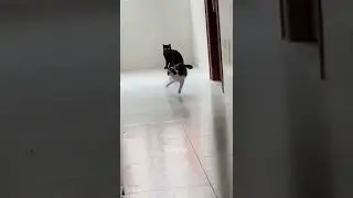 Funny Funny Animals Action Videos #shorts