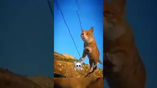 This Cat Has a Hidden Skill You Must See! 🤯&lrm;