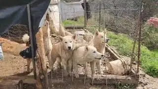 Captured at Squatter Camp