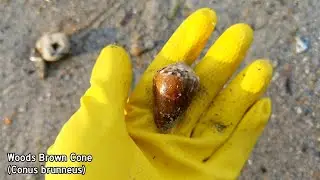 Virtual Shelling Episode 4 &bull; Strawberry Conch, Wood Cone & Spider Conch