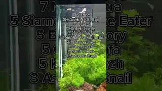 Low Tech | Low Maintenance #fishinnature #aquarium #fishkeeping