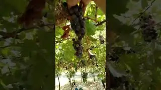 at niswa muscat city, harvest tayo ng mga grapes 🍇🍇🍇🤗🤗 sobrang enjoy mamitas. salamat po😚