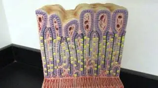 Stomach model
