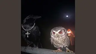 Mogolico